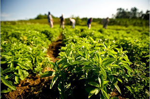 Everything You Need to Know About Stevia